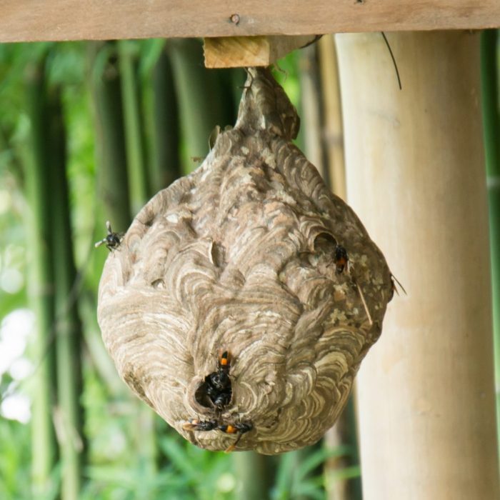 Wasp nest
